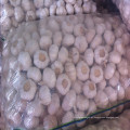 Alho fresco de Jingxia com qualidade super na venda quente